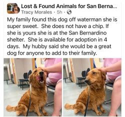 Found/Stray Female Dog last seen Found in the area of the Orange show finder took the dog to the San Bernardino City Animal Shelter, San Bernardino, CA 92408
