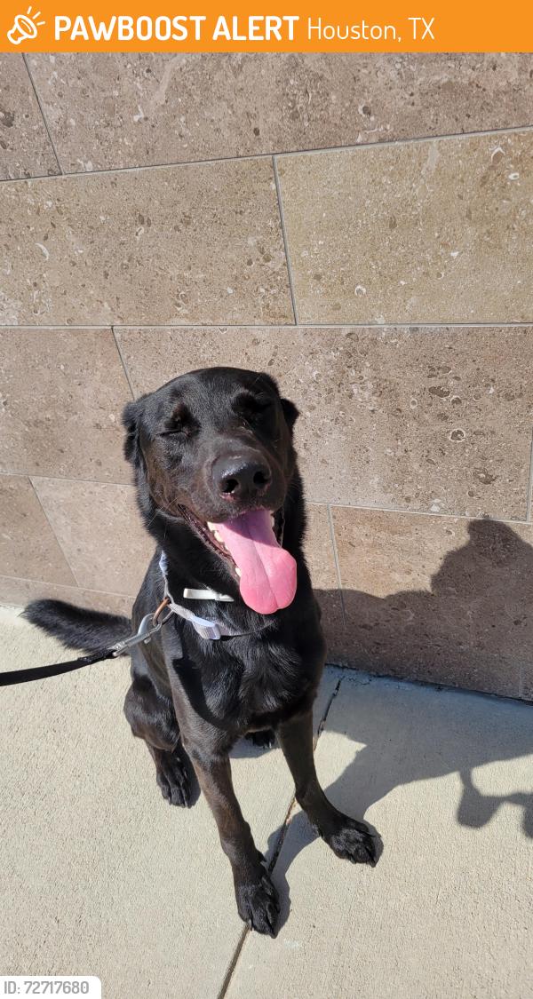 Found/Stray Male Dog last seen Found near Beacon Appartments in Buffalo Speedway, Houston, TX 77054