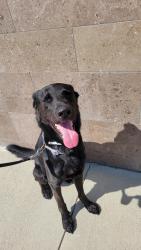 Found/Stray Male Dog last seen Found near Beacon Appartments in Buffalo Speedway, Houston, TX 77054