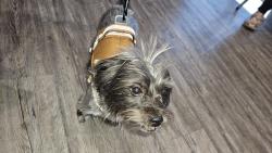 Found/Stray Male Dog last seen Unknown someone else found him, Phoenix, AZ 85003