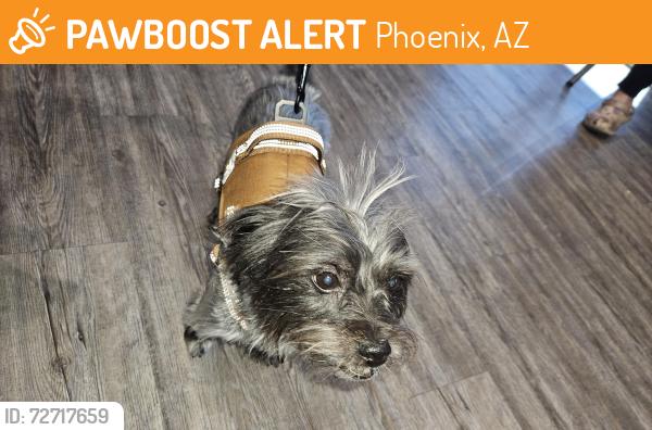 Found/Stray Male Dog last seen Unknown someone else found him, Phoenix, AZ 85003