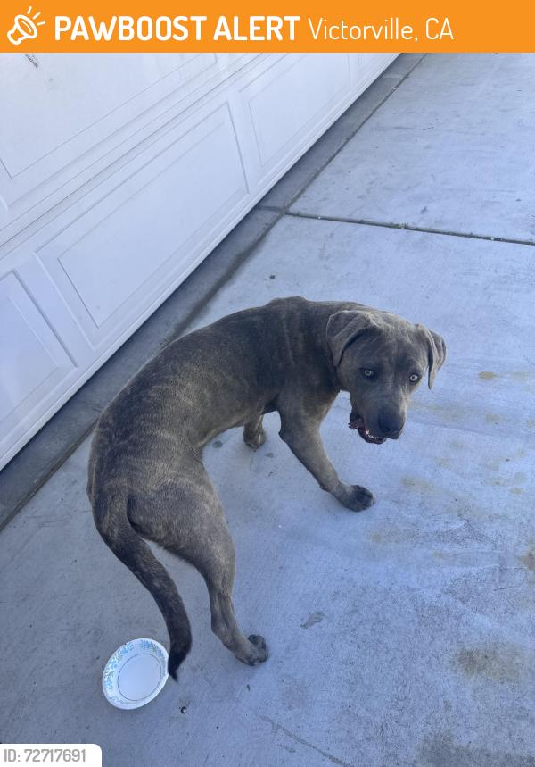Found/Stray Female Dog last seen Hook and amethyst , Victorville, CA 92394