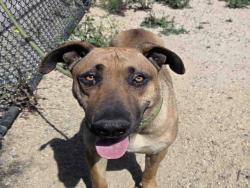 Shelter Stray Male Dog last seen MESA VERDE, Carlsbad, CA 92011