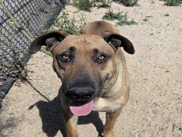 Shelter Stray Male Dog last seen MESA VERDE, Carlsbad, CA 92011