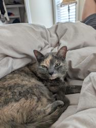 Lost Female Cat last seen Royal Oak Dr, Pass Christian, MS 39571