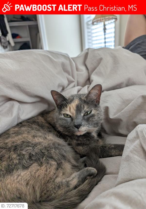 Lost Female Cat last seen Royal Oak Dr, Pass Christian, MS 39571