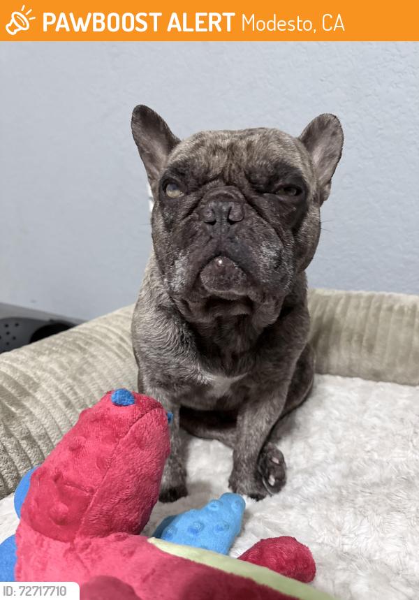 Found/Stray Male Dog last seen Yosemite Rd, Modesto, CA 95351