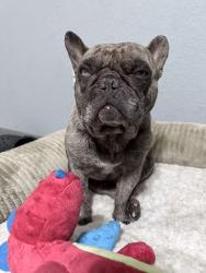 Found/Stray Male Dog last seen Yosemite Rd, Modesto, CA 95351