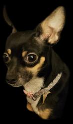 Lost Female Dog last seen Canoe, Jackson, KY 41339