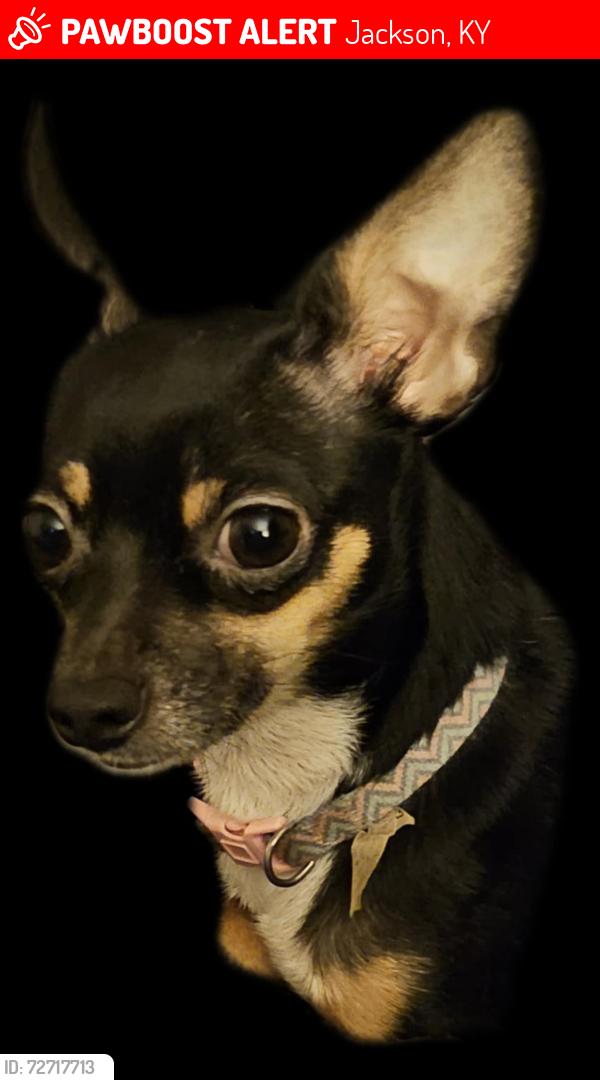 Lost Female Dog last seen Canoe, Jackson, KY 41339