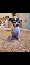 Lost Female Dog last seen Kyre., Tempe, AZ 85283