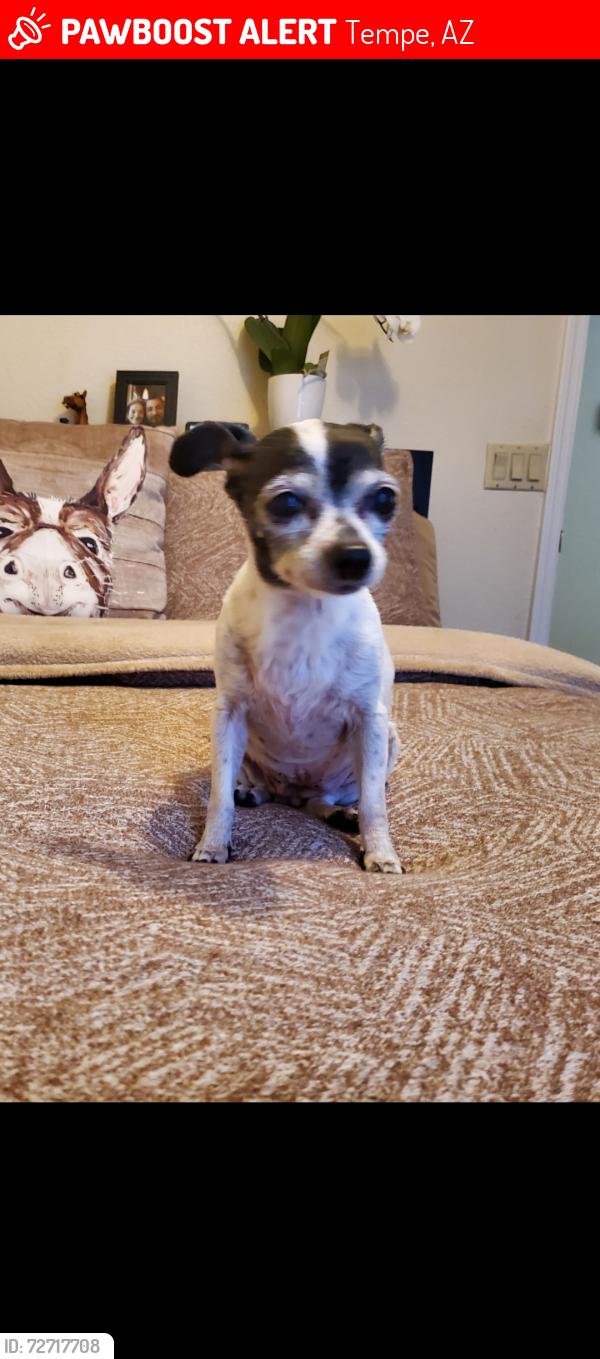 Lost Female Dog last seen Kyre., Tempe, AZ 85283