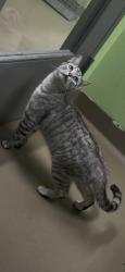 Lost Female Cat last seen Where westland and s northshore hit, Knoxville, TN 37922