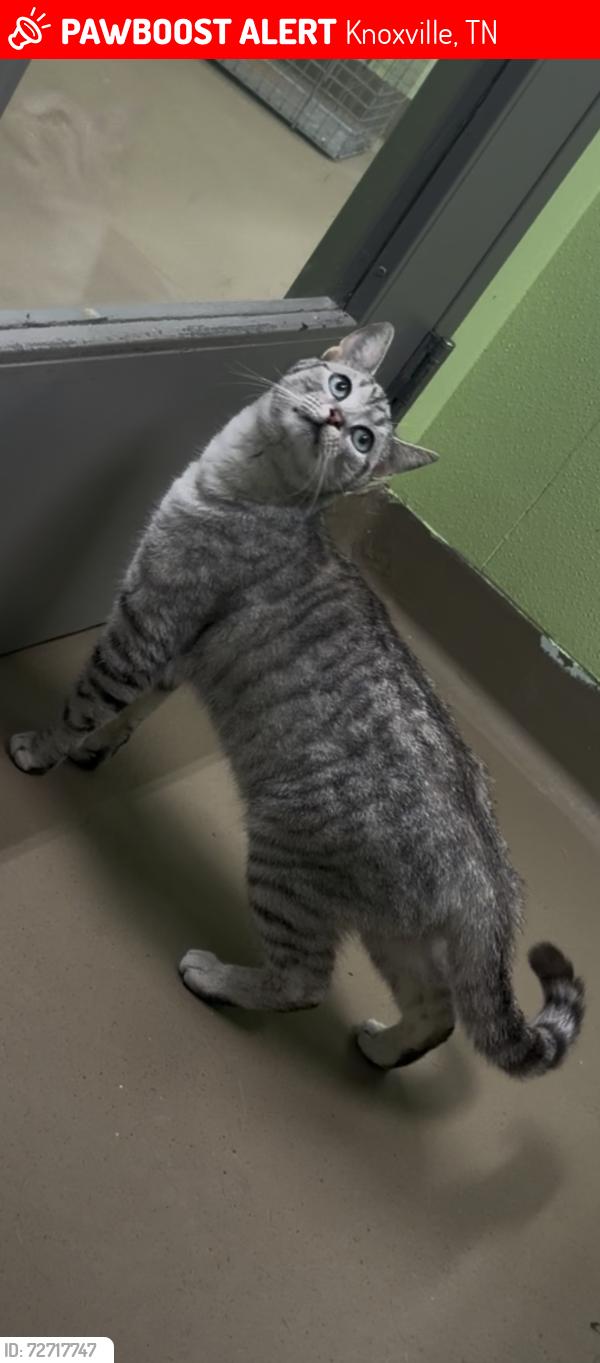 Lost Female Cat last seen Where westland and s northshore hit, Knoxville, TN 37922