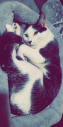 Lost Male Cat last seen Avenida de las fundadores , Rancho Santa Margarita, CA 92688