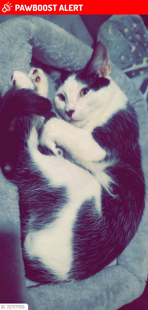 Lost Male Cat last seen Avenida de las fundadores , Rancho Santa Margarita, CA 92688