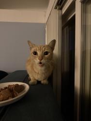 Found/Stray Female Cat last seen Gilbert and Broadway, Anaheim, CA 92804