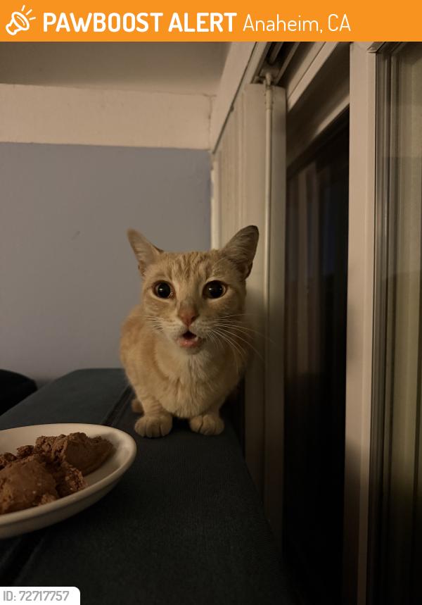 Found/Stray Female Cat last seen Gilbert and Broadway, Anaheim, CA 92804