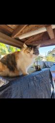Lost Female Cat last seen Victory Blvd, Paradise creek, Portsmouth, VA 23702