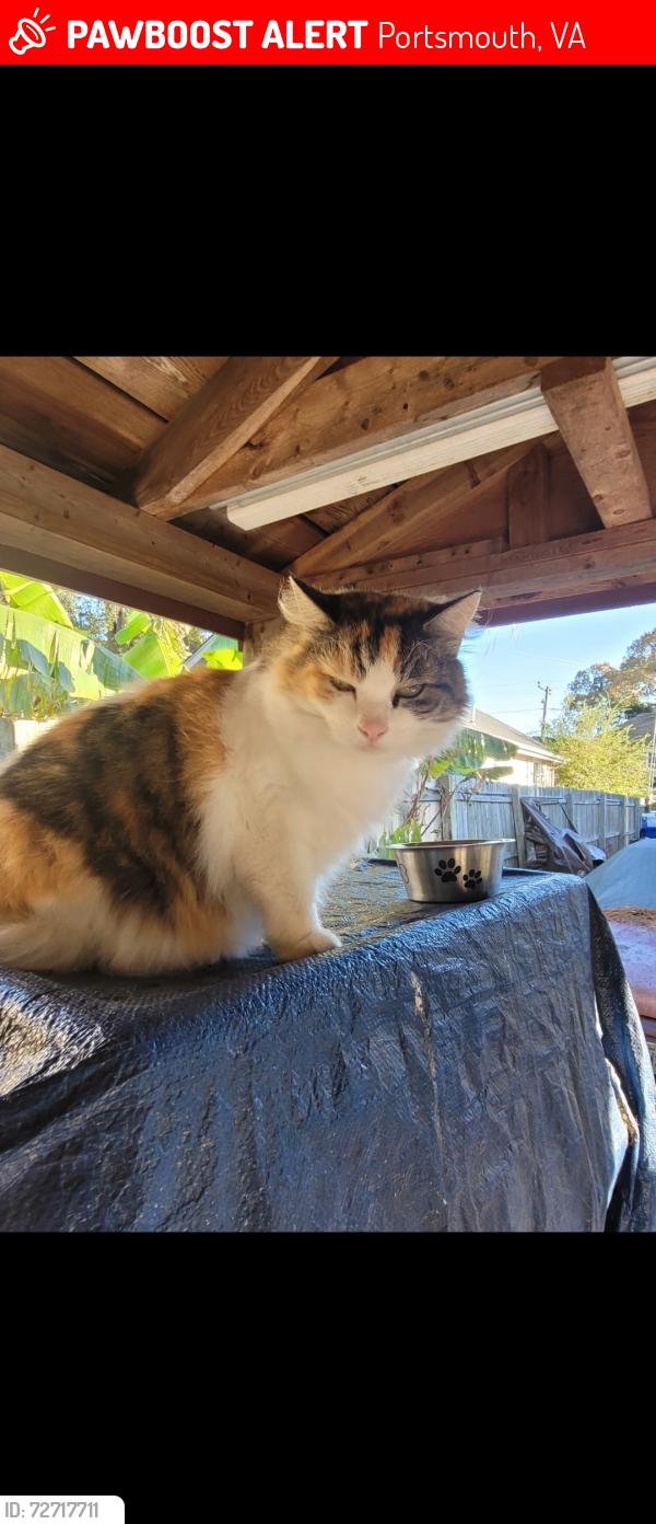 Lost Female Cat last seen Victory Blvd, Paradise creek, Portsmouth, VA 23702