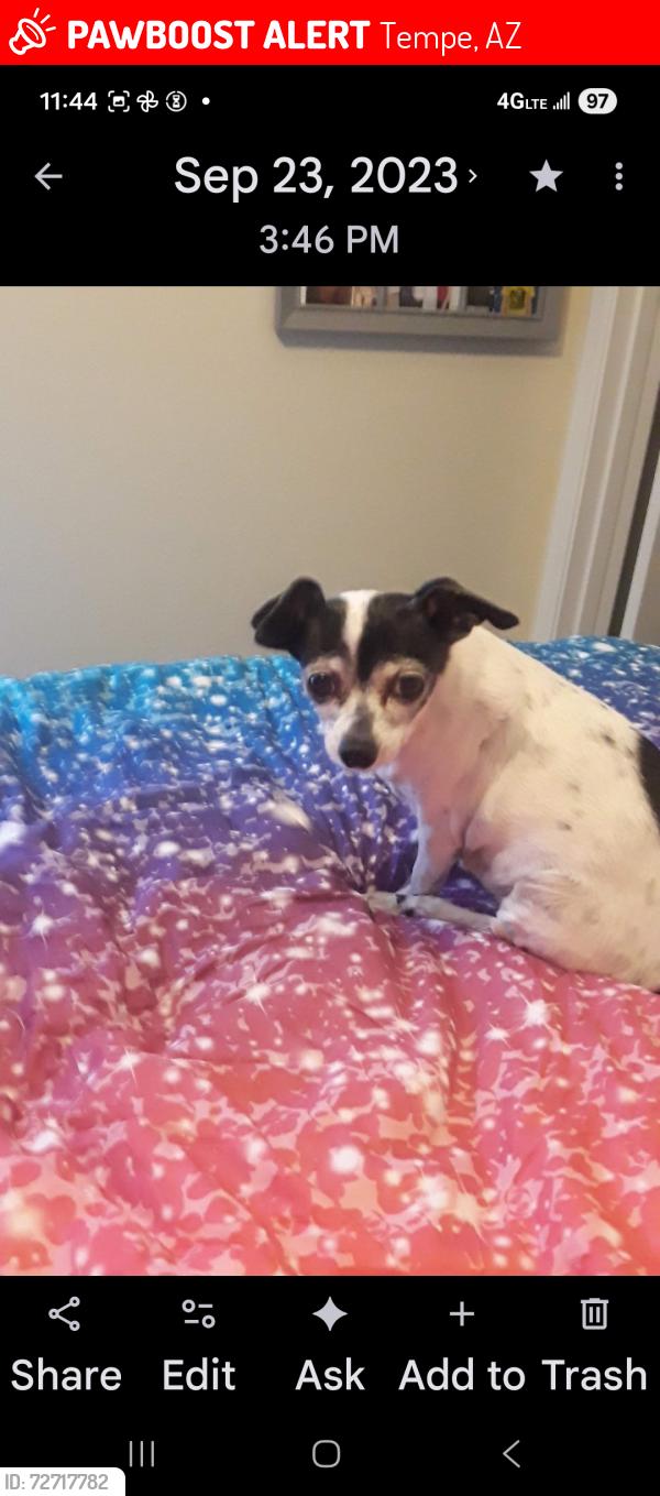 Lost Female Dog last seen Guadalupe, Tempe, AZ 85283