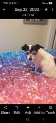 Lost Female Dog last seen Guadalupe, Tempe, AZ 85283