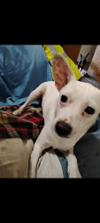 Lost Male Dog last seen Abilene Police Dept, Abilene, TX 79605