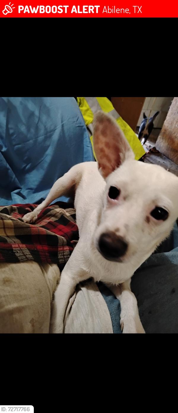 Lost Male Dog last seen Abilene Police Dept, Abilene, TX 79605