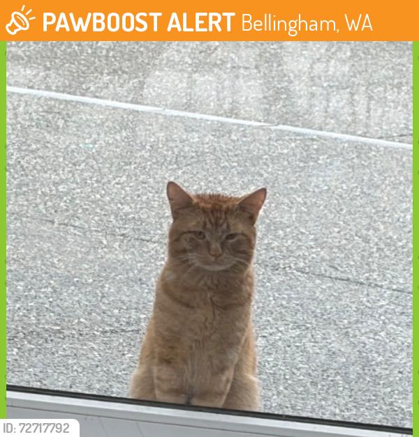 Found/Stray Unknown Cat last seen Behind Happy Valley Elementary , Bellingham, WA 98225