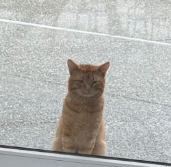 Found/Stray Unknown Cat last seen Behind Happy Valley Elementary , Bellingham, WA 98225