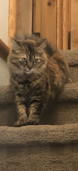 Lost Female Cat last seen 9th Ln, Big Bear, CA 92314