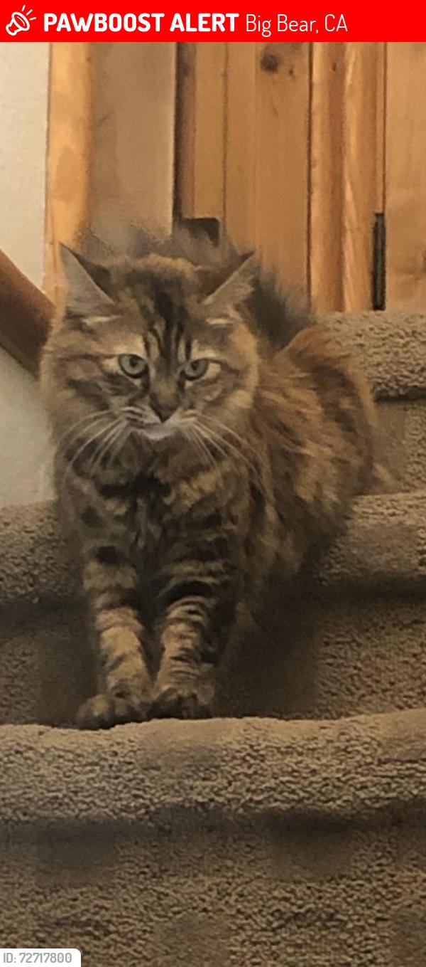Lost Female Cat last seen 9th Ln, Big Bear, CA 92314