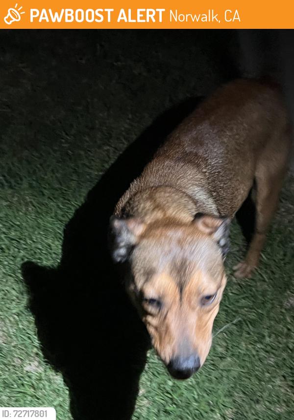 Found/Stray Male Dog last seen Spry st and Curtis and king , Norwalk, CA 90650