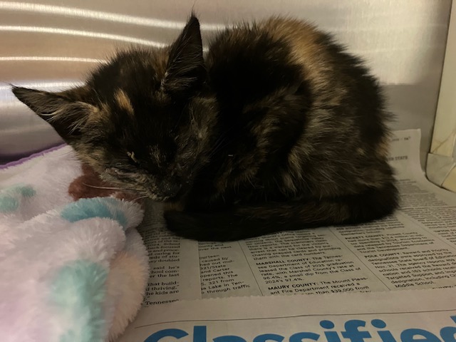 Shelter Stray Female Cat last seen Near BLOCK IMPERIAL BLVD- 12HRS, 285 John R Rice Blvd, Murfreesboro, TN 37129, USA