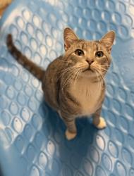 Lost Male Cat last seen White oak Dr and Fudges creek rd area, Ona , Cabell County, WV 25545