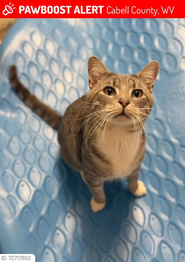 Lost Male Cat last seen White oak Dr and Fudges creek rd area, Ona , Cabell County, WV 25545