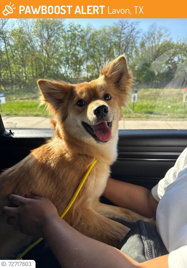 Found/Stray Unknown Dog last seen Lavonia Park, Lavon, TX 75166