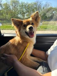 Found/Stray Unknown Dog last seen Lavonia Park, Lavon, TX 75166