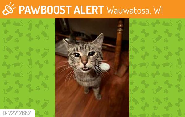 Found/Stray Male Cat last seen Ludington ave., Wauwatosa, WI 53213