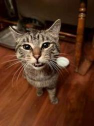 Found/Stray Male Cat last seen Ludington ave., Wauwatosa, WI 53213