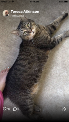 Lost Male Cat last seen Fairmont Pkwy, Red Bluff Rd, Pasadena, TX 77505