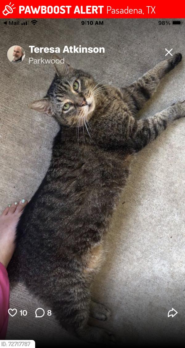 Lost Male Cat last seen Fairmont Pkwy, Red Bluff Rd, Pasadena, TX 77505