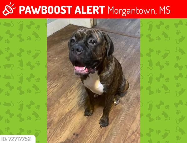 Lost Female Dog last seen River Street..Kats Grocery, Morgantown, MS 39483