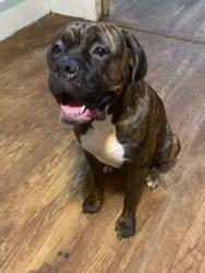 Lost Female Dog last seen River Street..Kats Grocery, Morgantown, MS 39483
