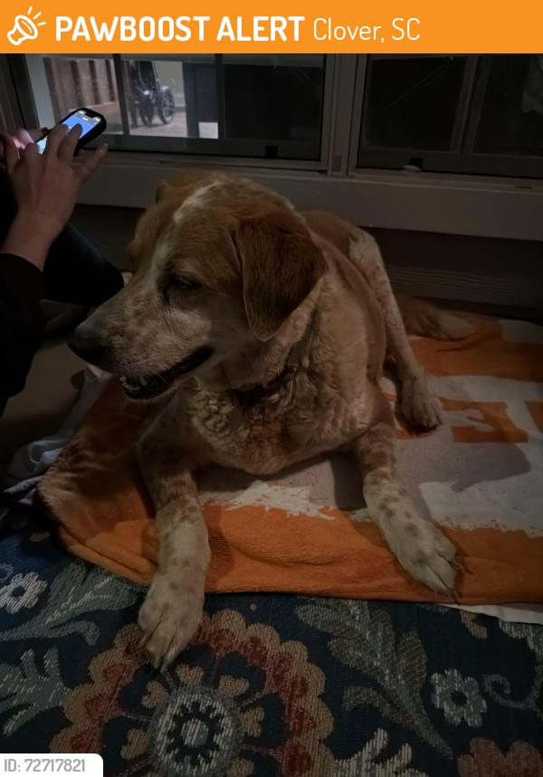 Found/Stray Male Dog last seen Liberty church lot , Clover, SC 29710