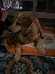 Found/Stray Male Dog last seen Liberty church lot , Clover, SC 29710