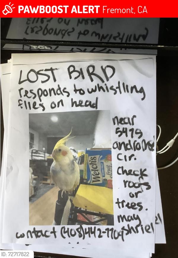Lost Female Bird last seen By 5475 andromeda circle, marshal park, neighborhoods, Fremont, CA 94538