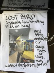 Lost Female Bird last seen By 5475 andromeda circle, marshal park, neighborhoods, Fremont, CA 94538