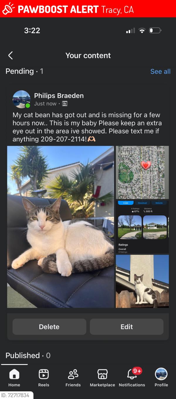 Lost Male Cat last seen Evergreen court, Tracy, CA 95376