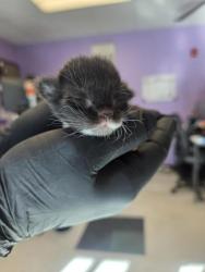 Shelter Stray Male Cat last seen El Paso, TX 79924, Fort Bliss, TX 79906
